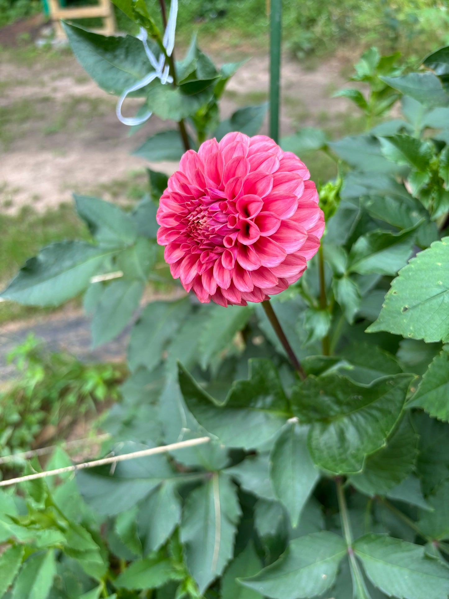 KA Keltie Rose