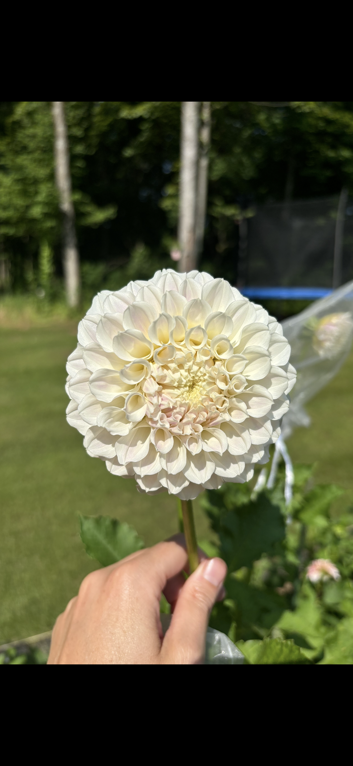 Irish Ruffles