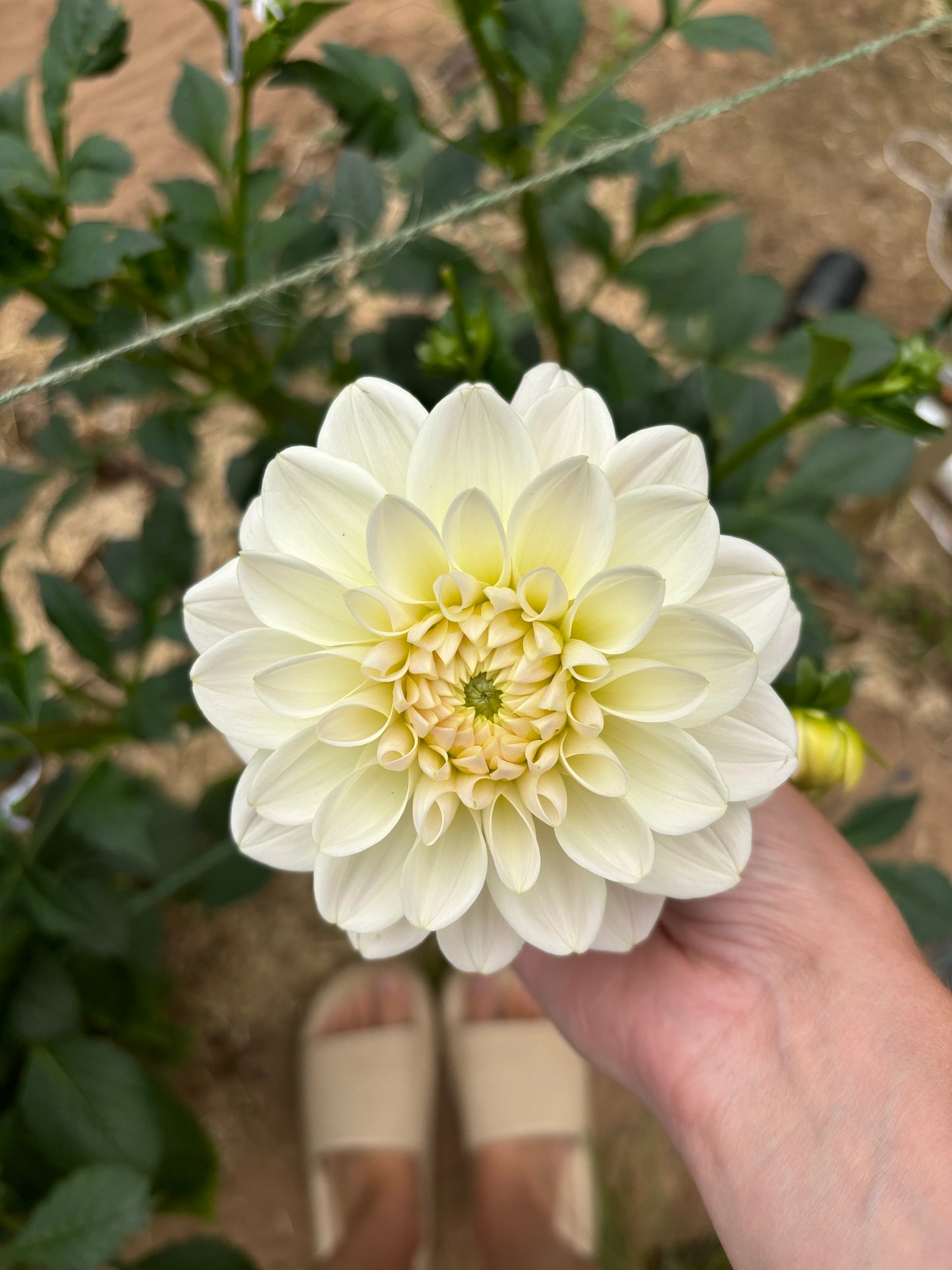 Caramel Antique