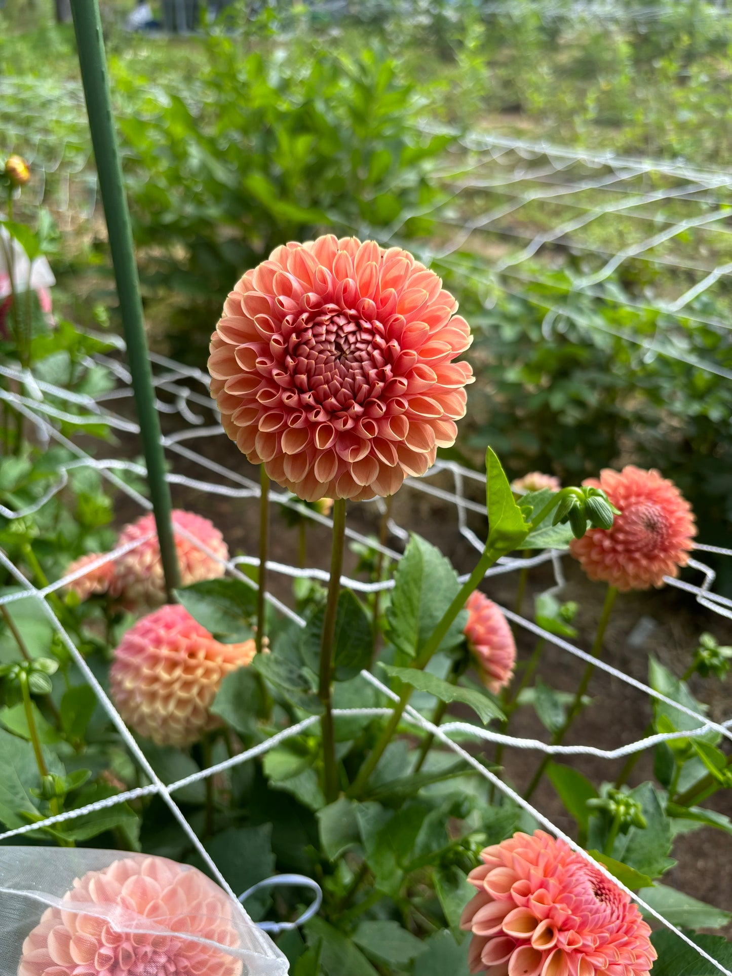 Valley Tawny