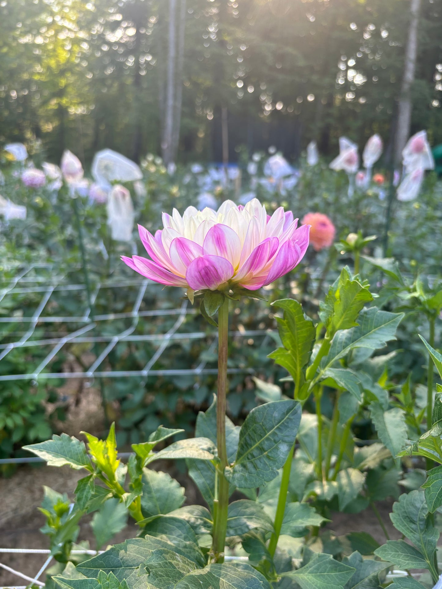 Hollyhill Pink Martini
