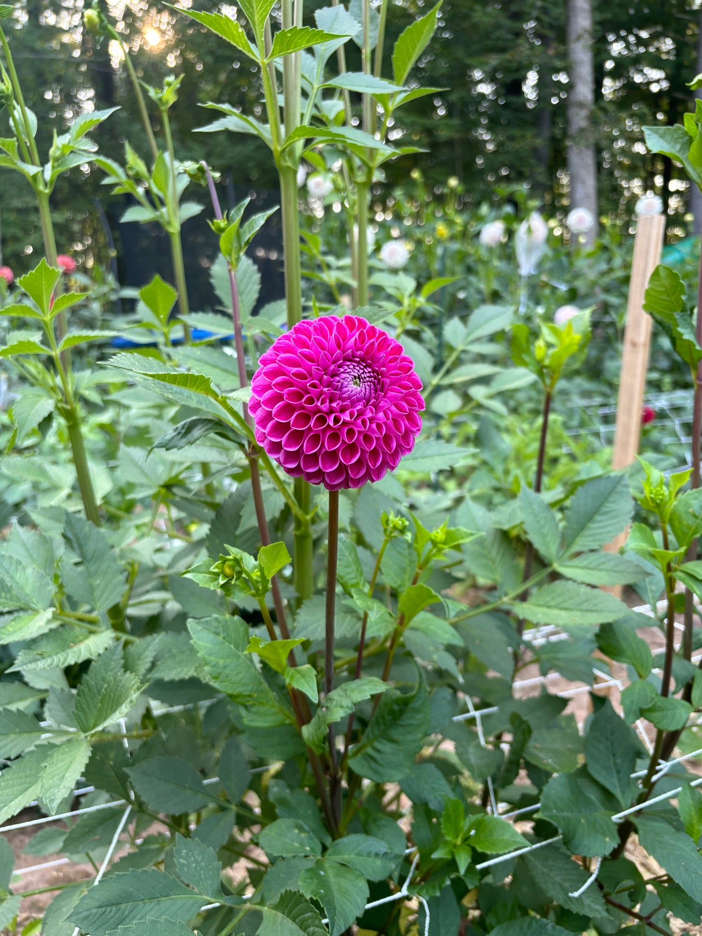 Mary's Jomanda