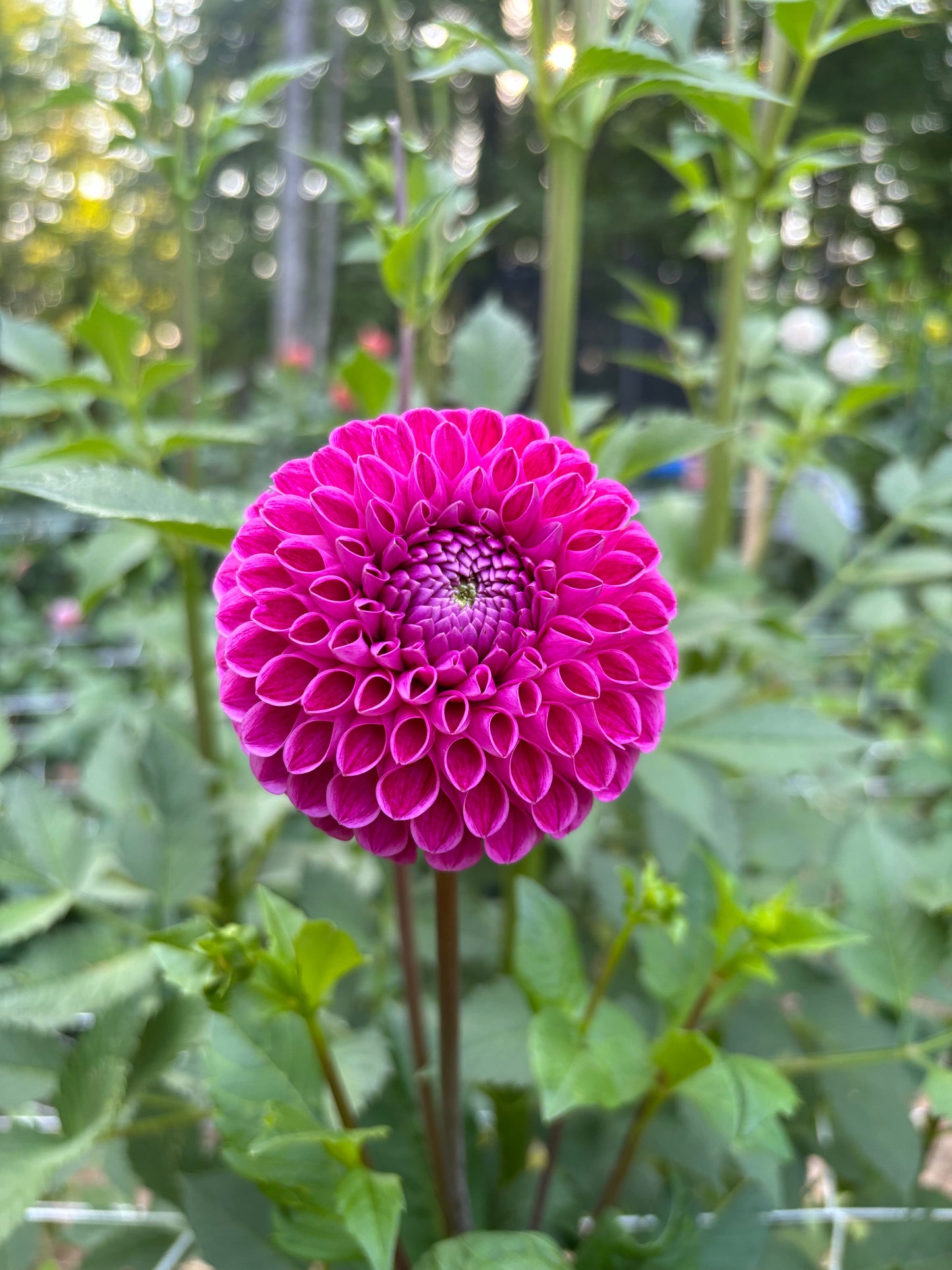 Mary's Jomanda