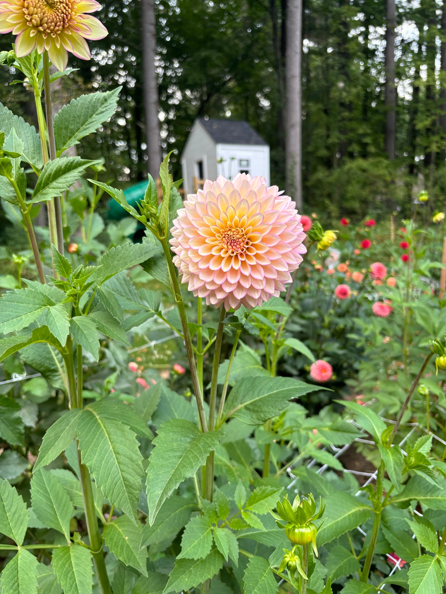 Bloomquist Blush