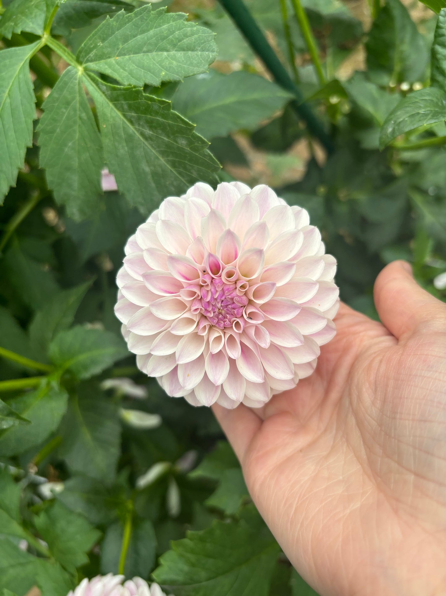 Tahoma Kelli