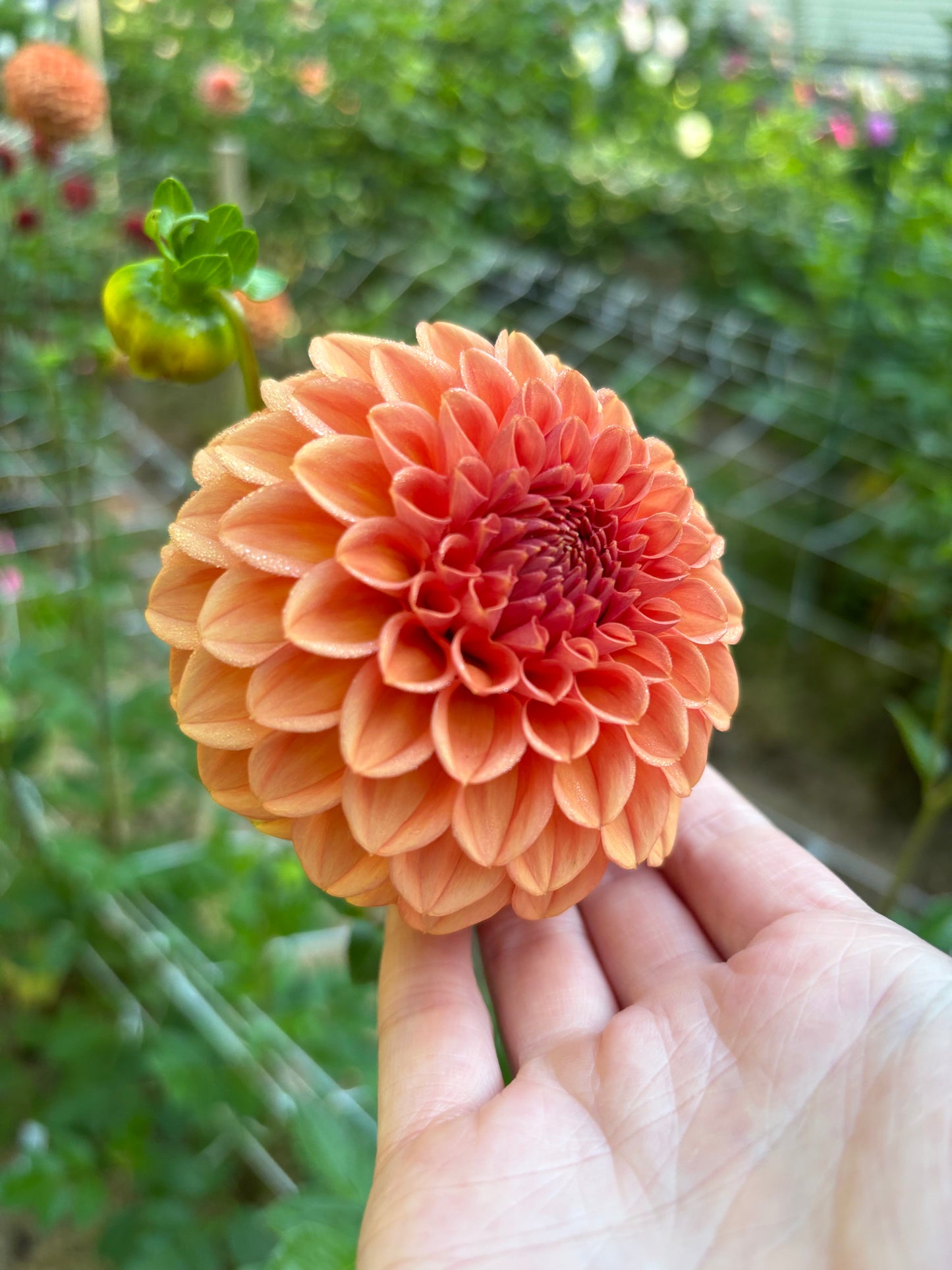 Ferncliff Apricot
