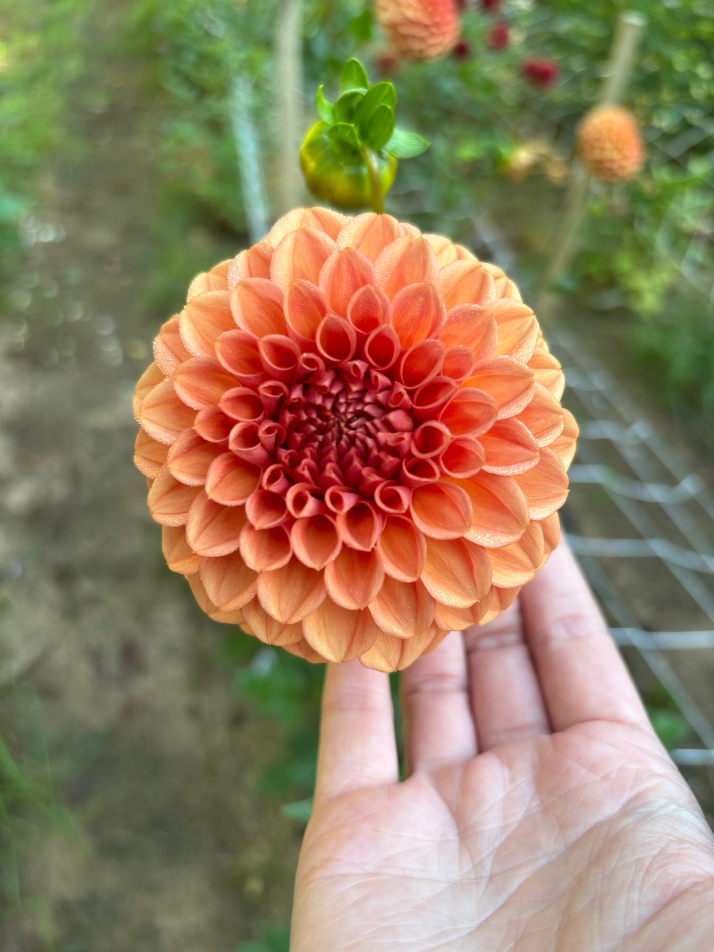 Ferncliff Apricot