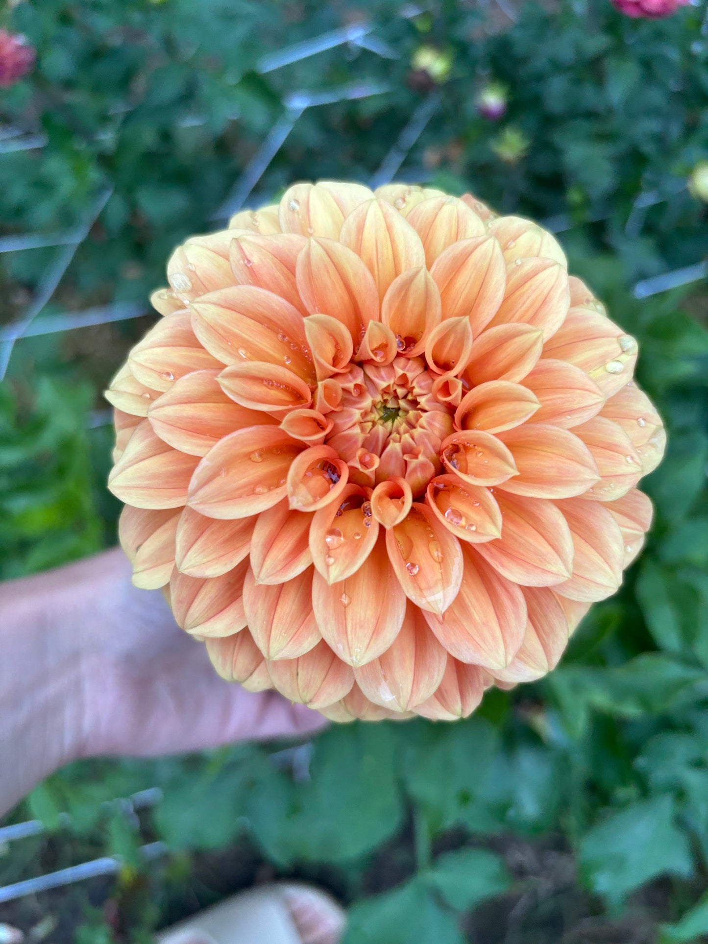 Bracken Palomino