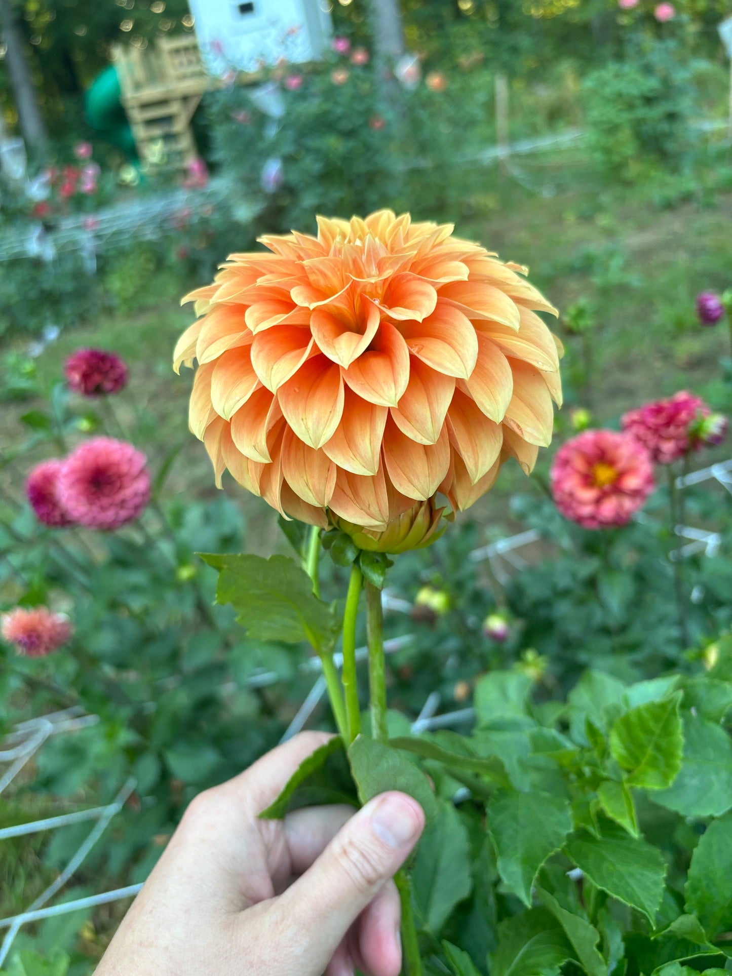 Bracken Palomino
