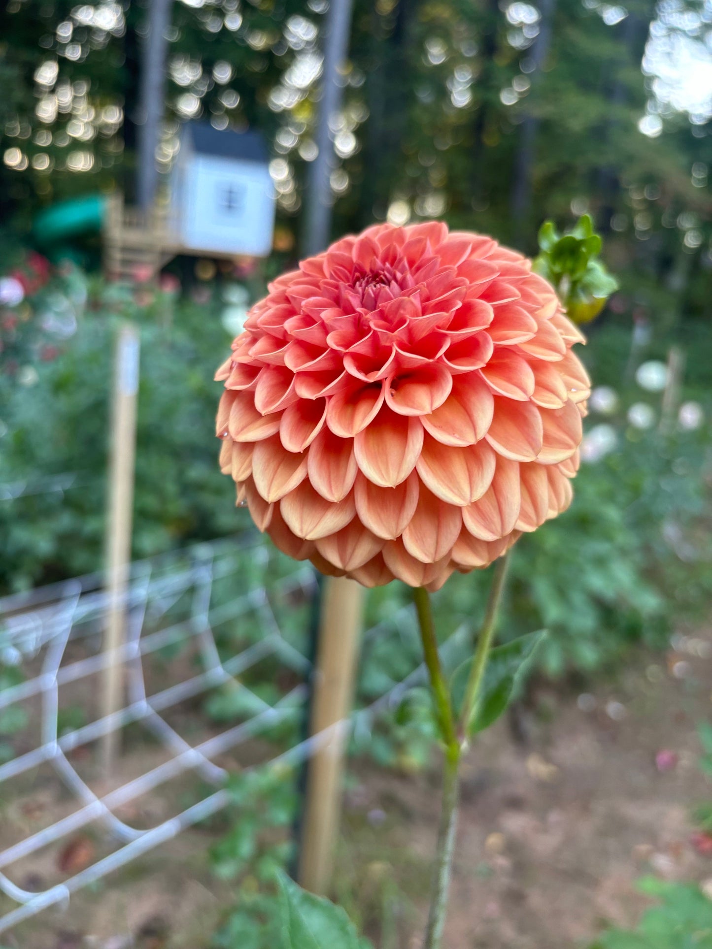 Ferncliff Apricot