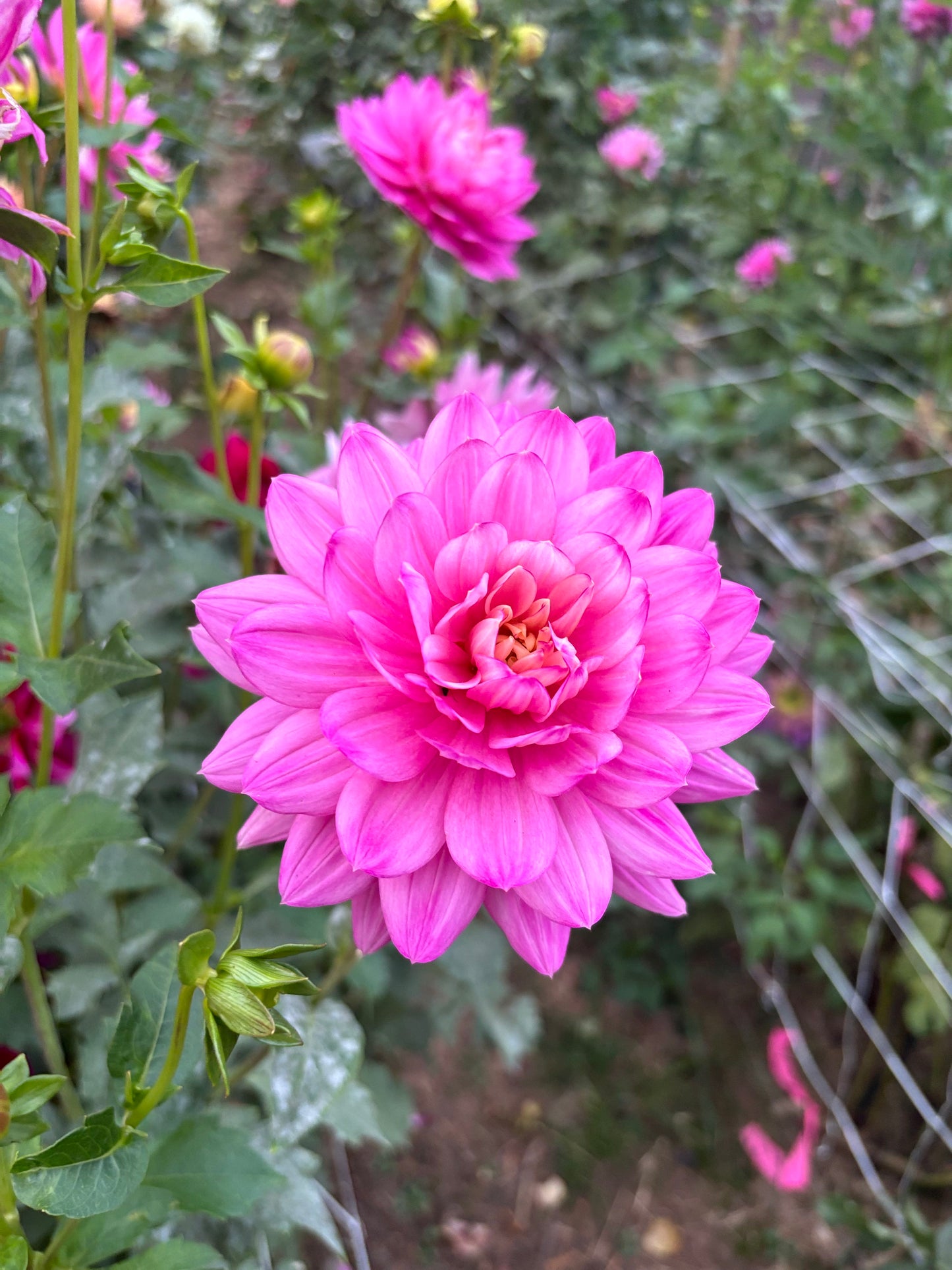 Hollyhill Pink Martini