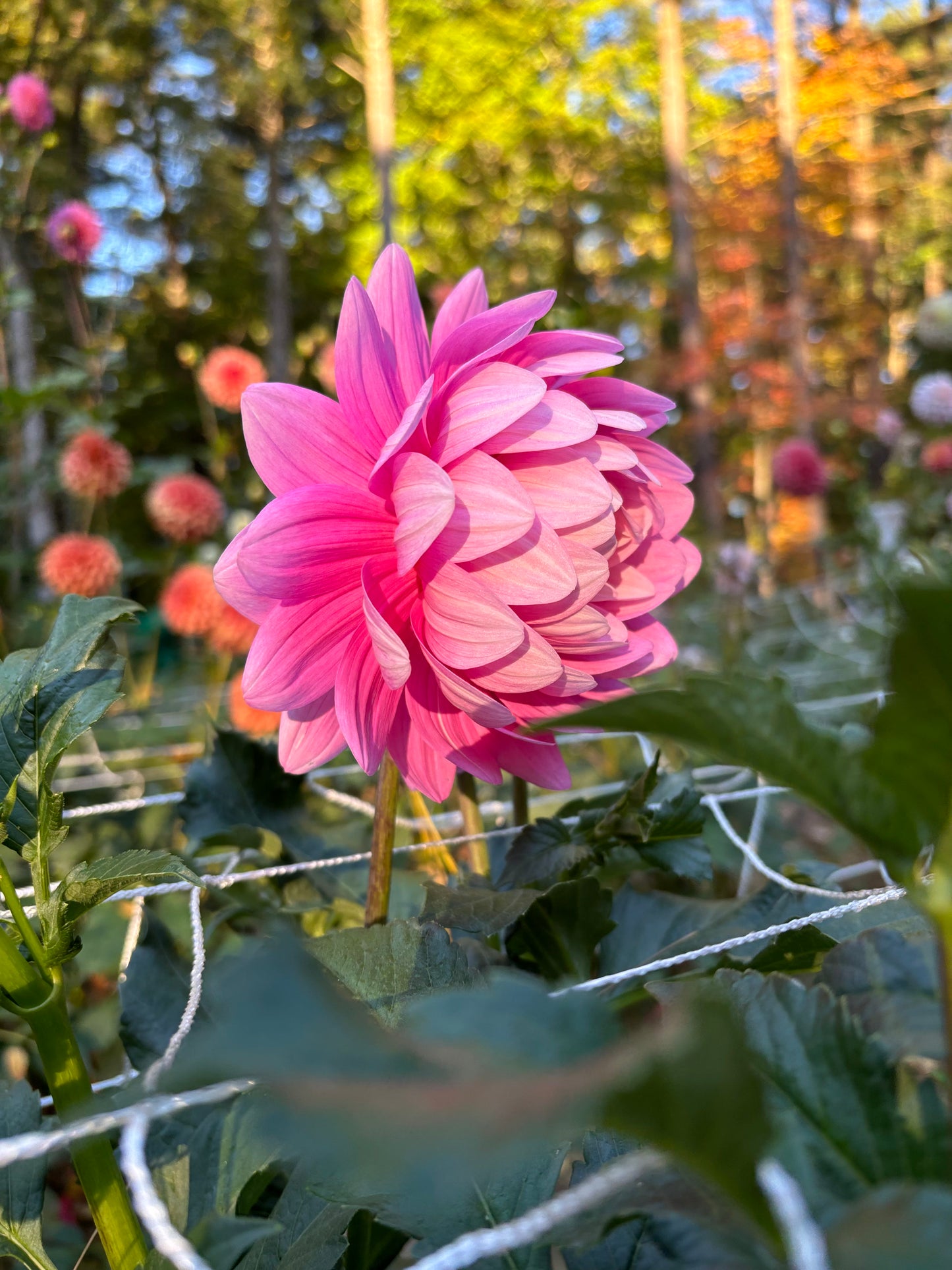 Hollyhill Pink Parfait - Limit 1