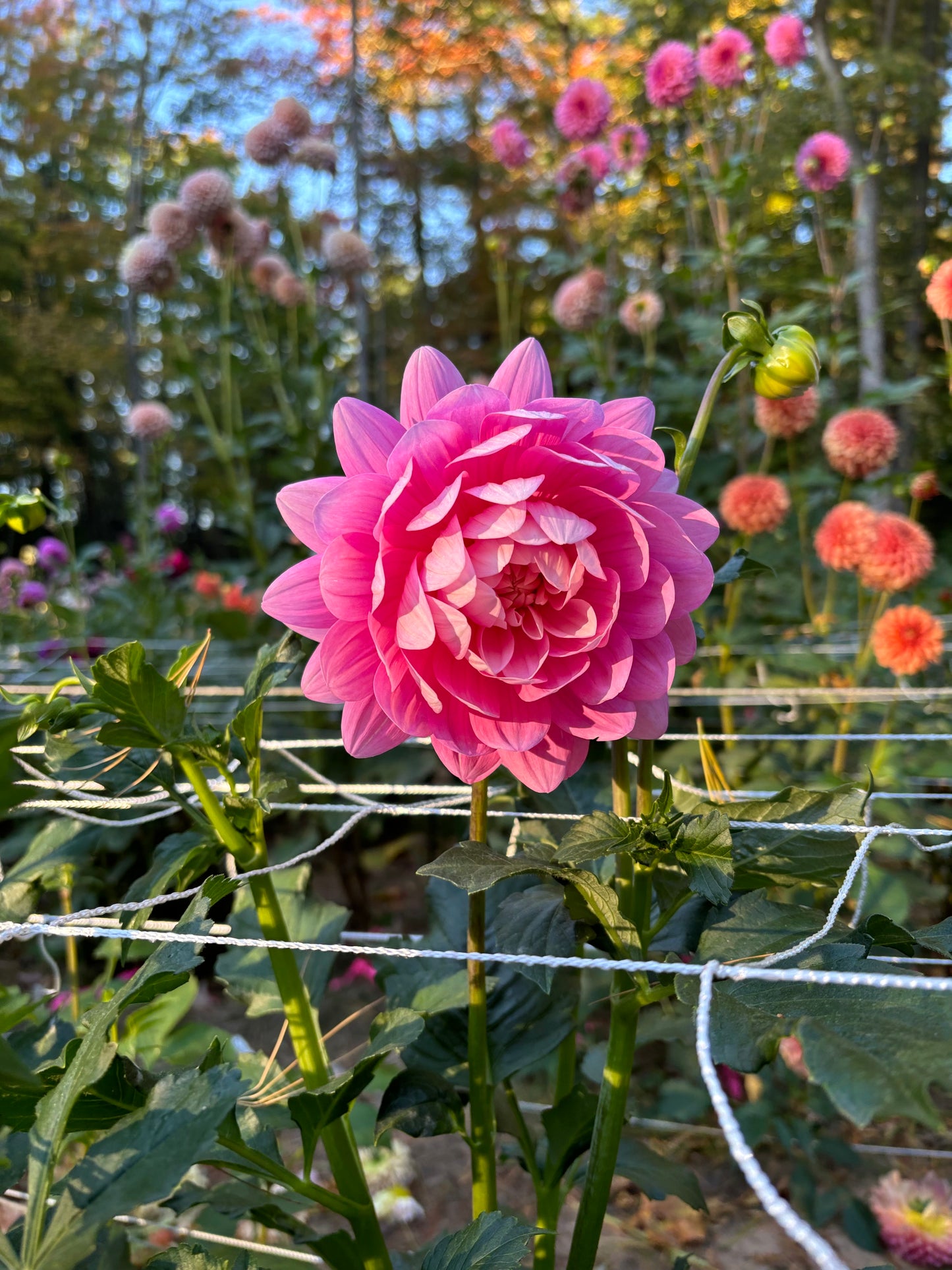 Hollyhill Pink Parfait - Limit 1