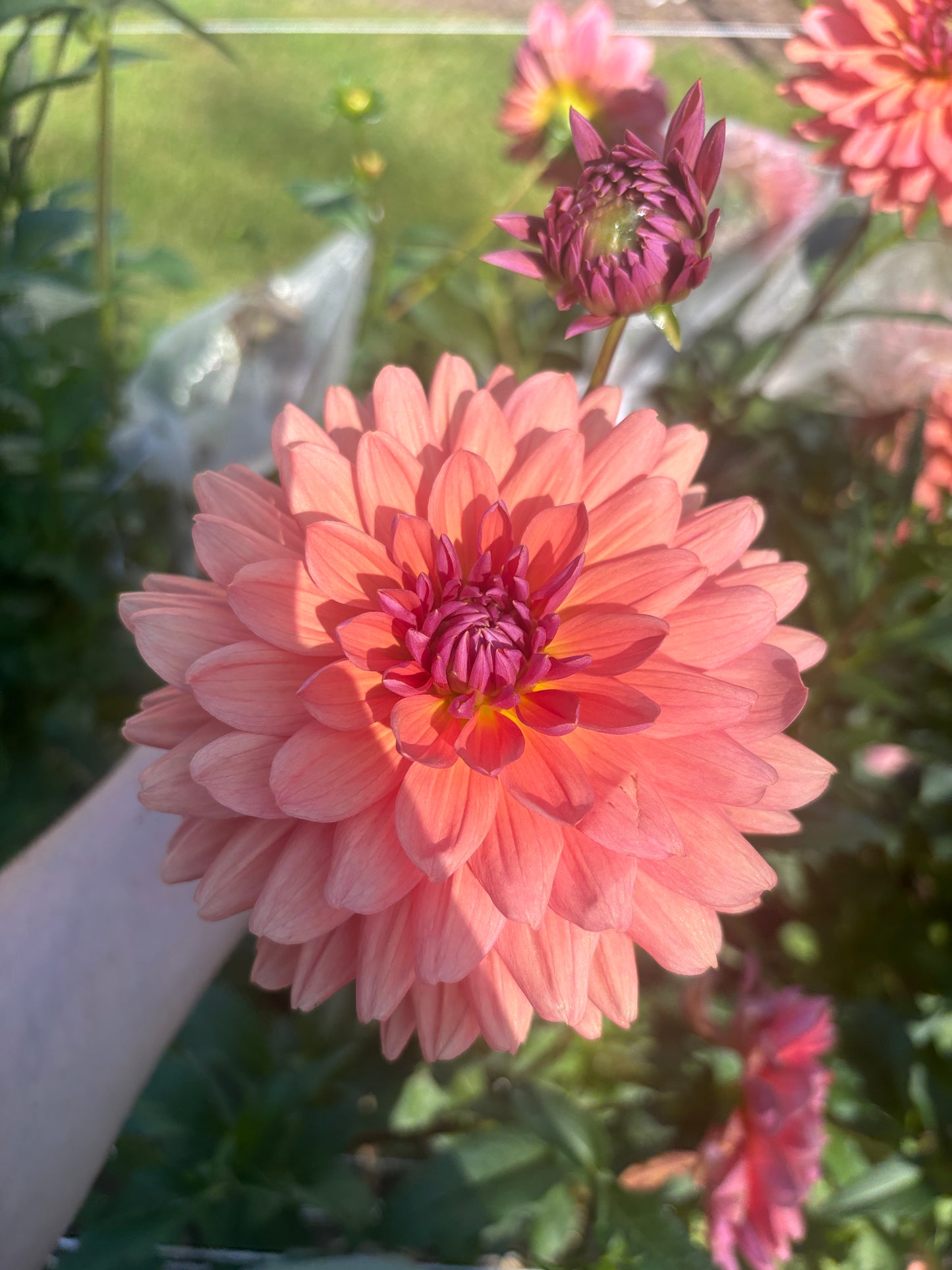 Dutch Pearl
