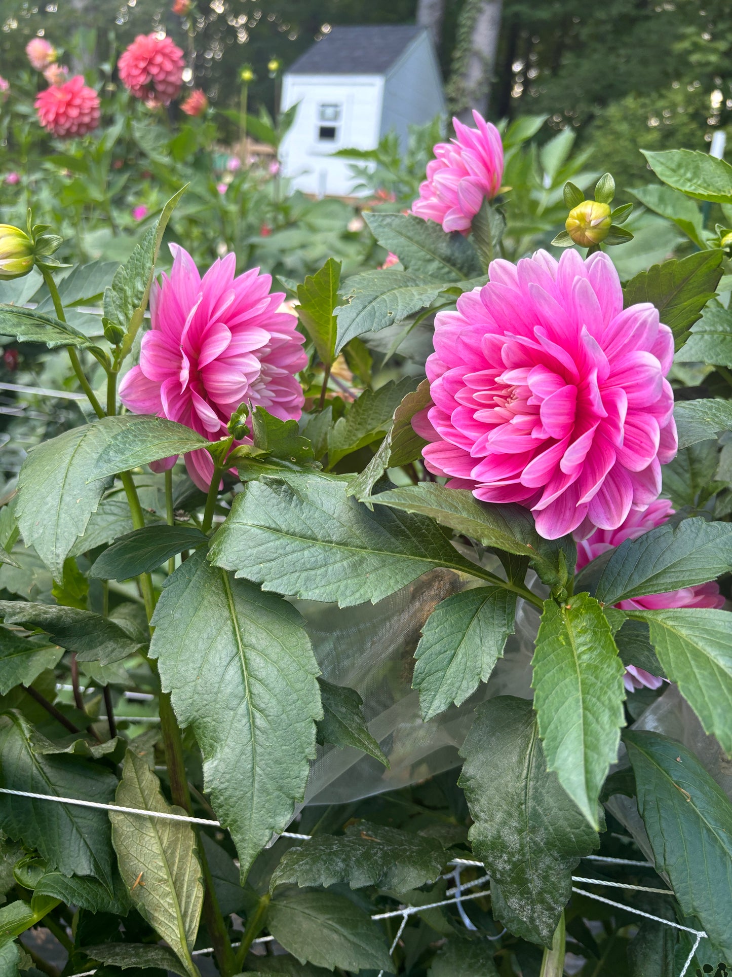 Hollyhill Pink Parfait - Limit 1