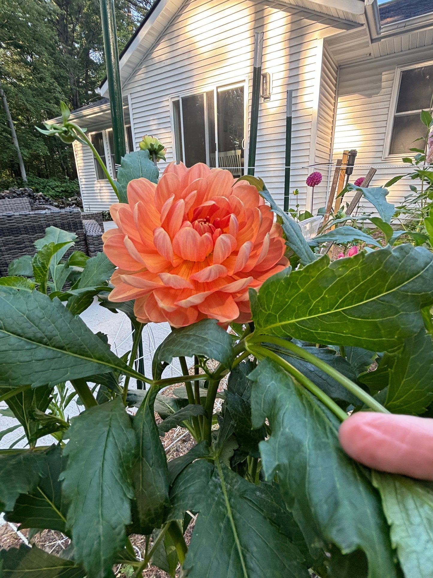 Sandia Susan