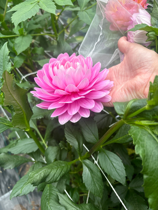 Hollyhill Pink Parfait - Limit 1