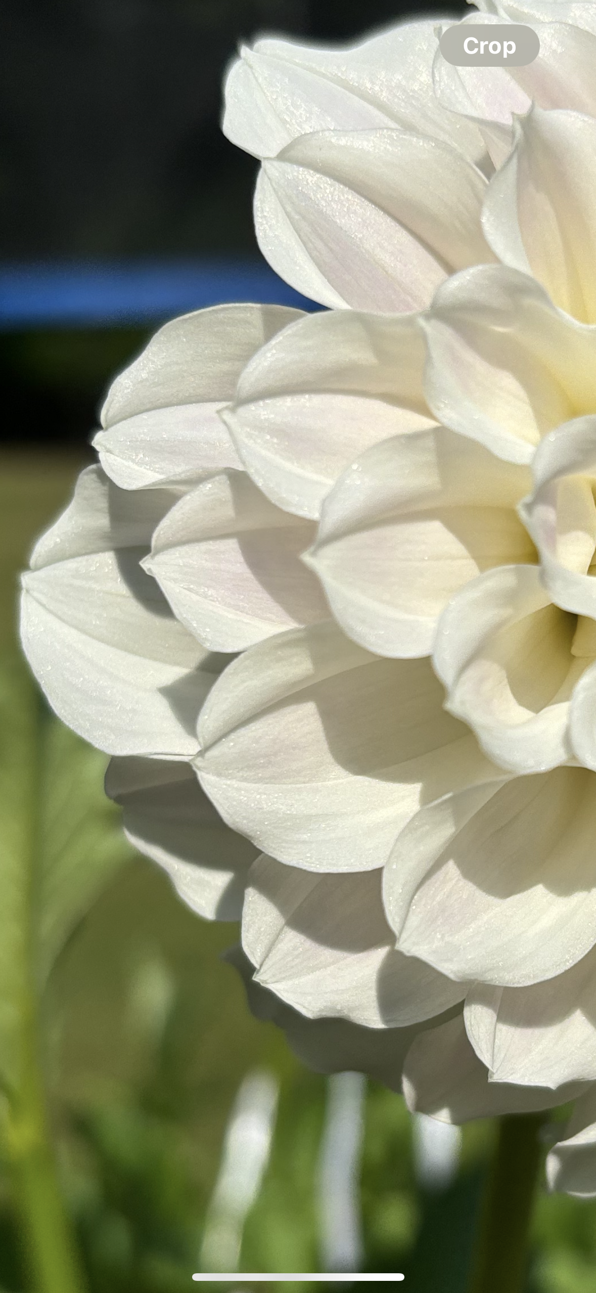 Irish Ruffles
