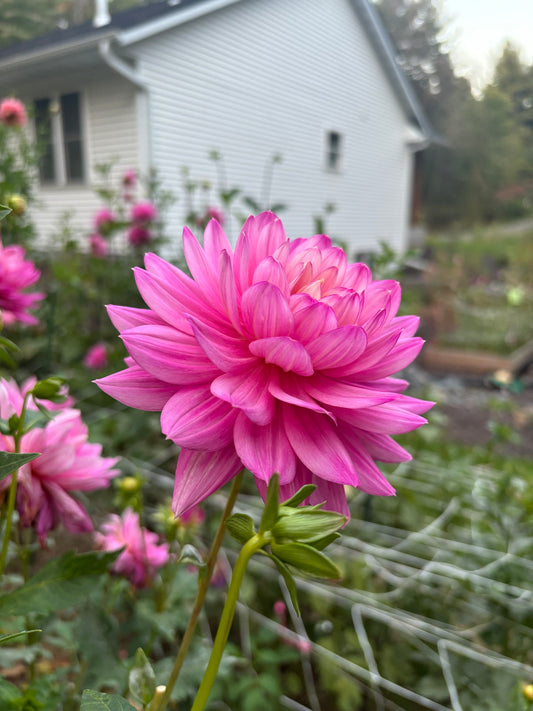 Hollyhill Pink Martini