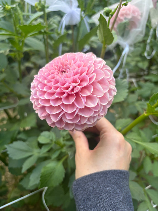 Hamari Rose