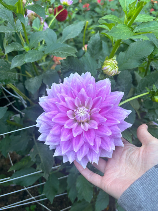 Ferncliff Inspiration