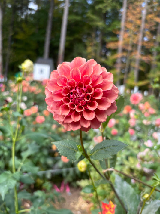Burfoot Desert Rose