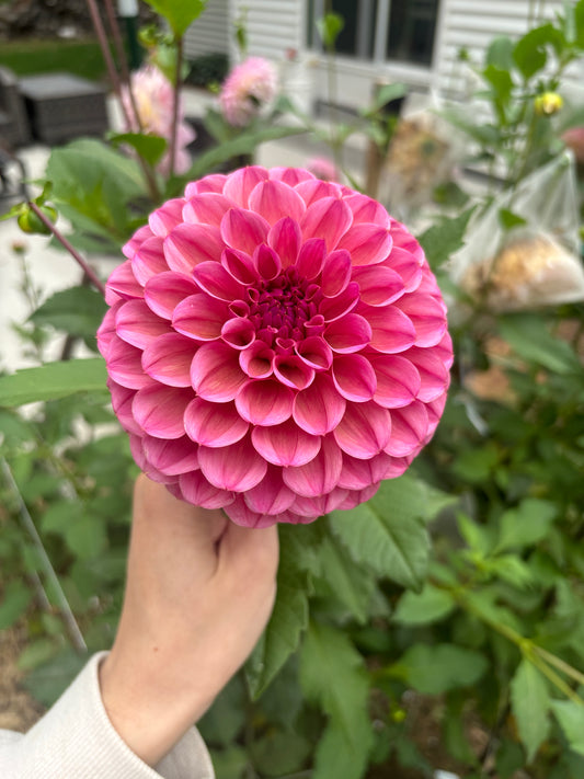 RM Berry Bliss