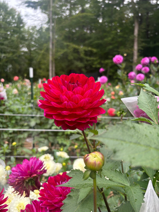 Sandia Bertha