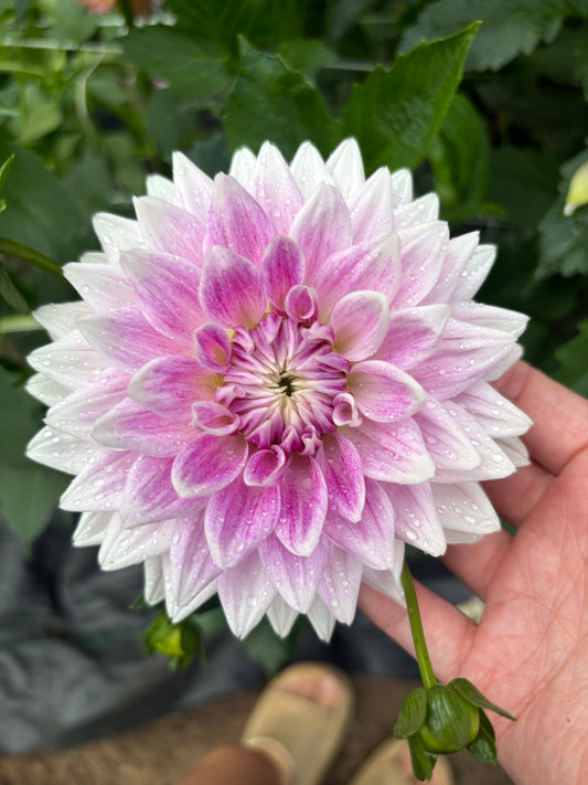 BJ's Dusty Rose