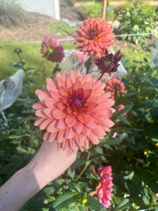 Dutch Pearl