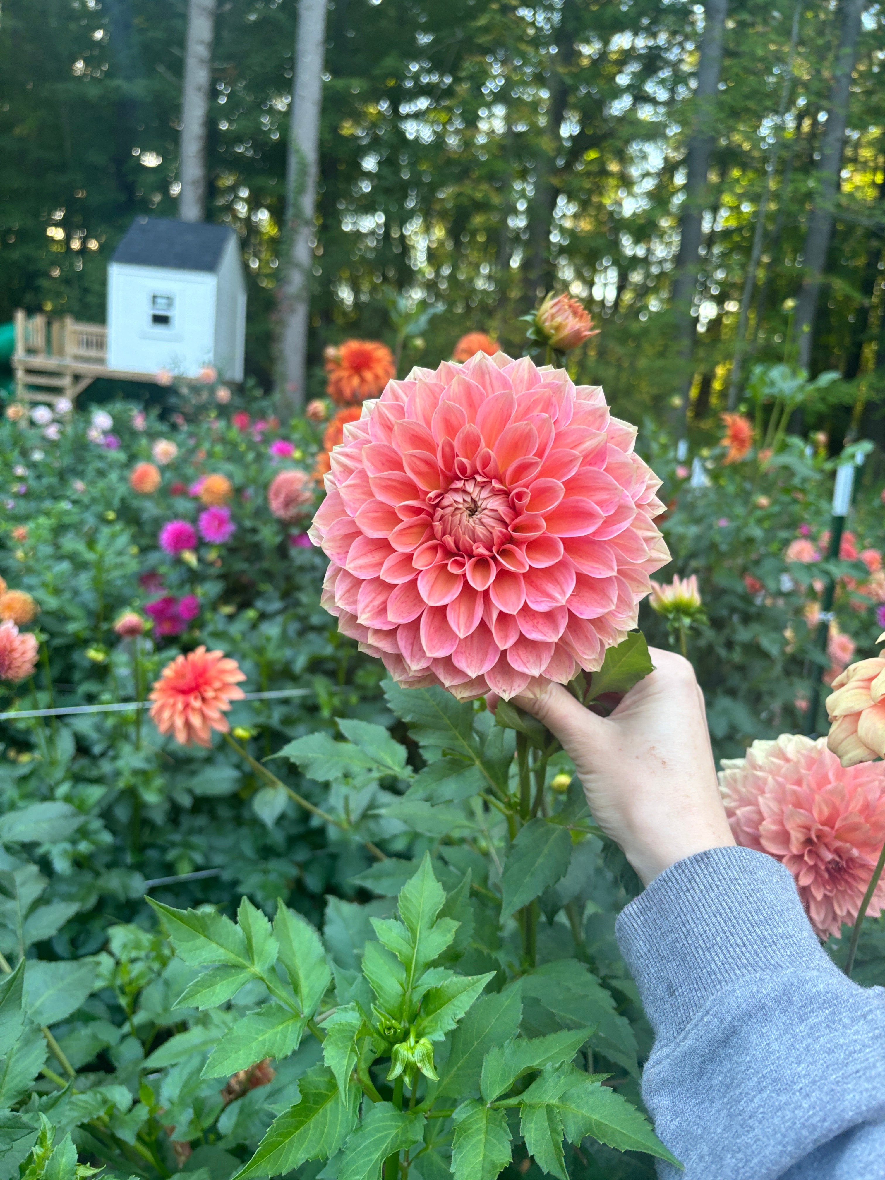 Lakeview Lady - Limit 1 – Bauer Blooms