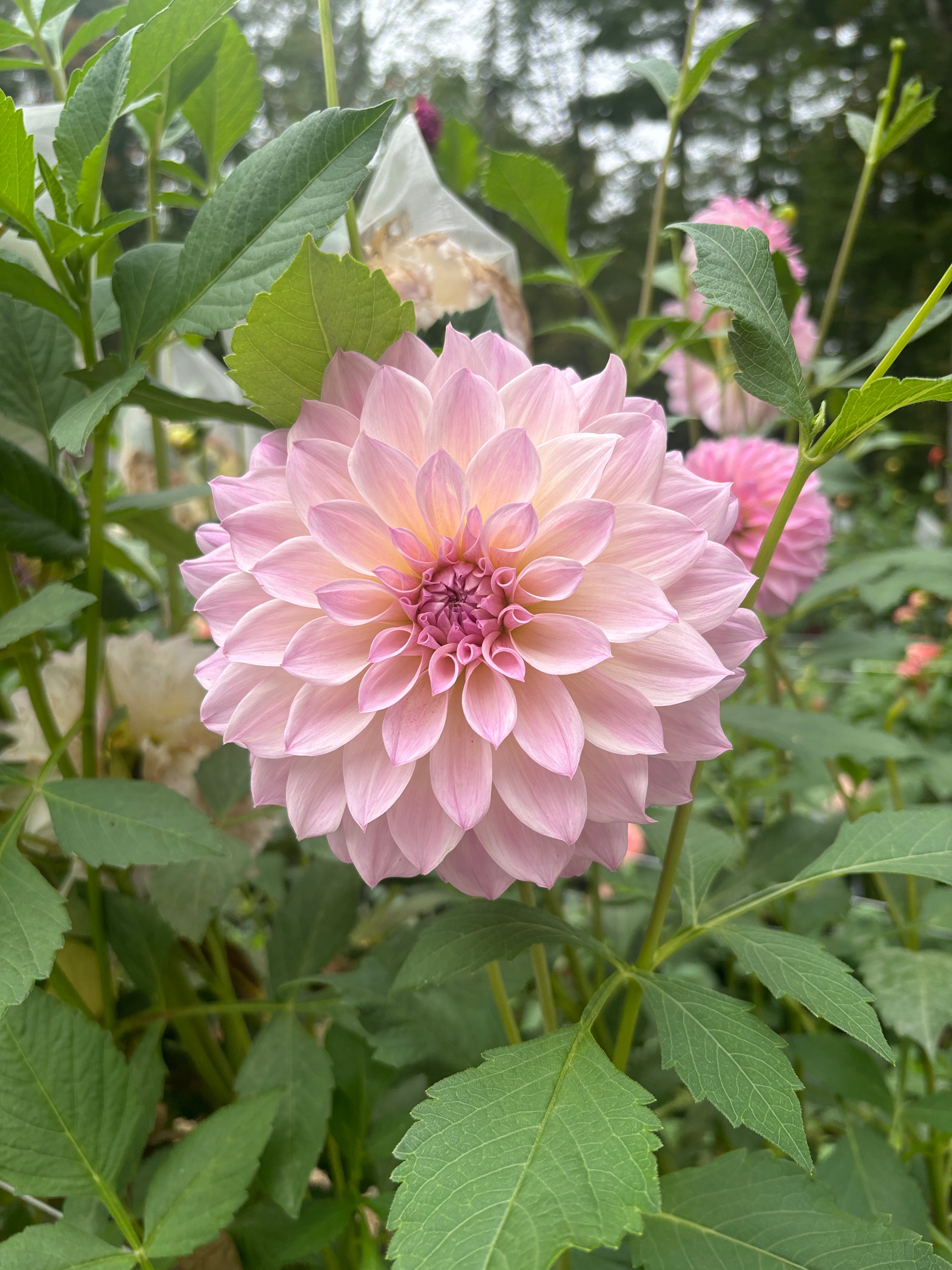 RM Rainer – Bauer Blooms