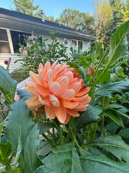 Sandia Susan